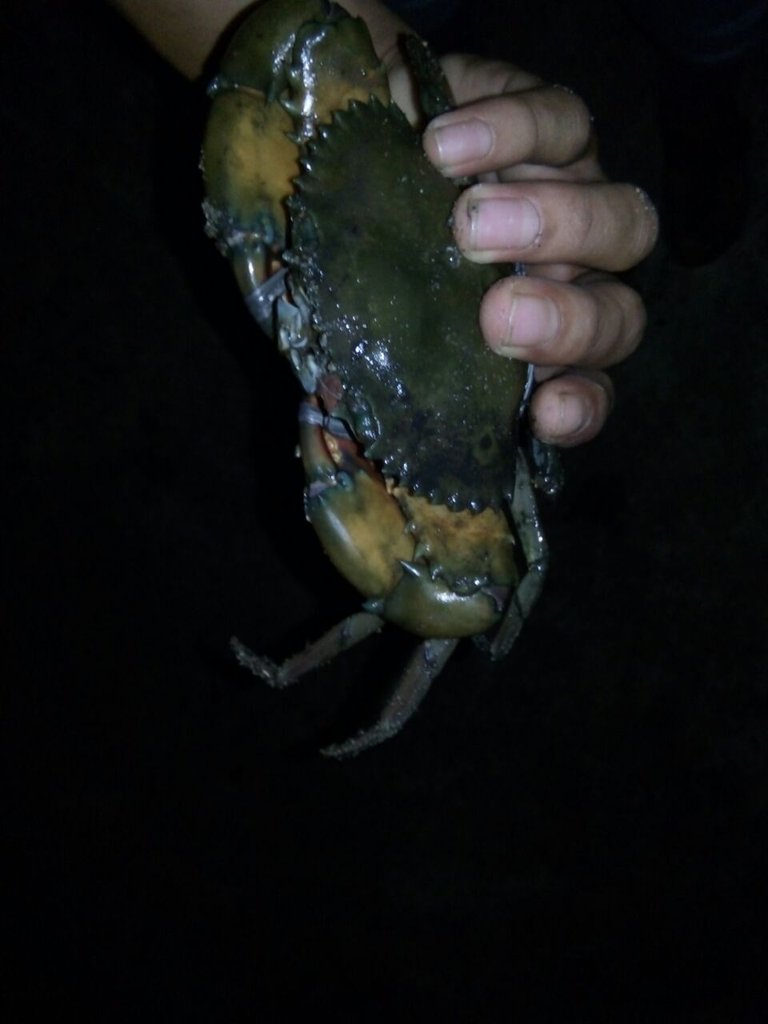 crab.jpeg