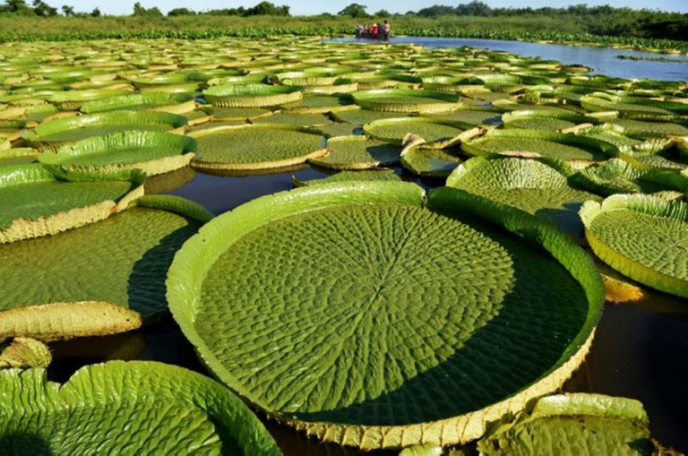 lily-pad.jpg