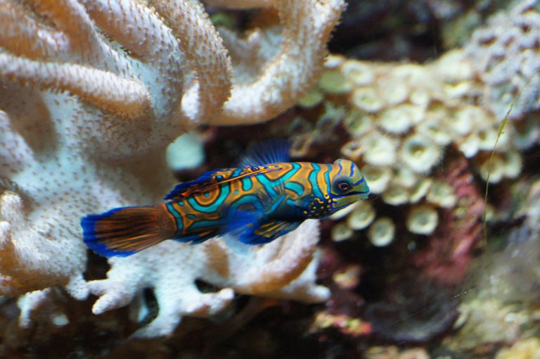 mandarin-fish-599248.jpg