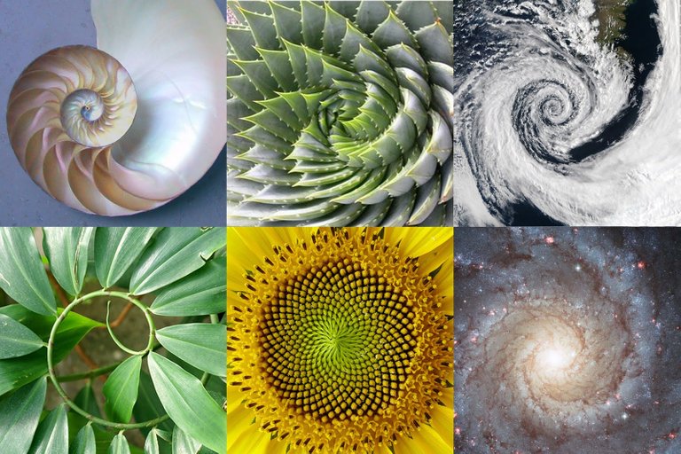 Exponential-Evolution-DNA-Activation-and-The-Golden-Ratio-in-nature.jpg