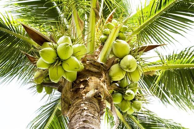 coconuts-palm-tree-620x412.jpg