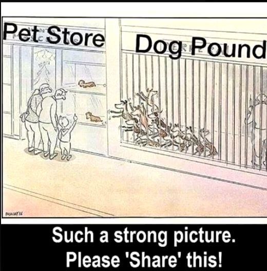 dogs.jpg