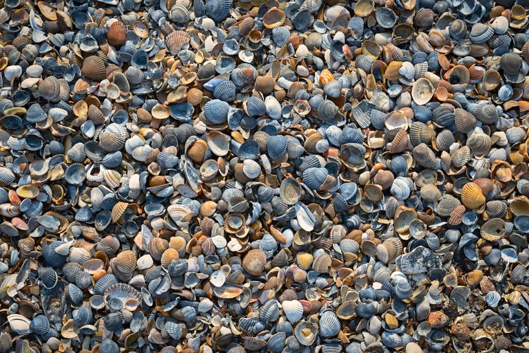 Common cockles on the North Sea beach