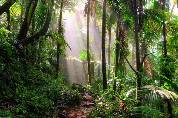 El-Yunque-National-Forest.jpg