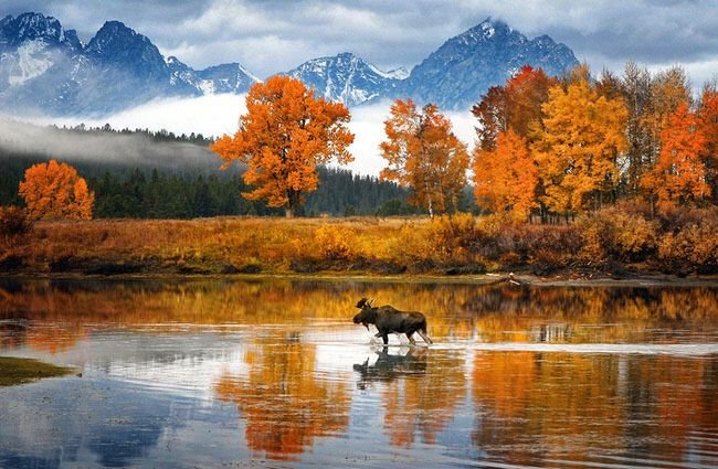 Moose-in-Snake-River.jpg