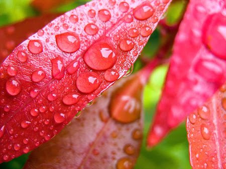 Water Drops HD Pictures4.jpg