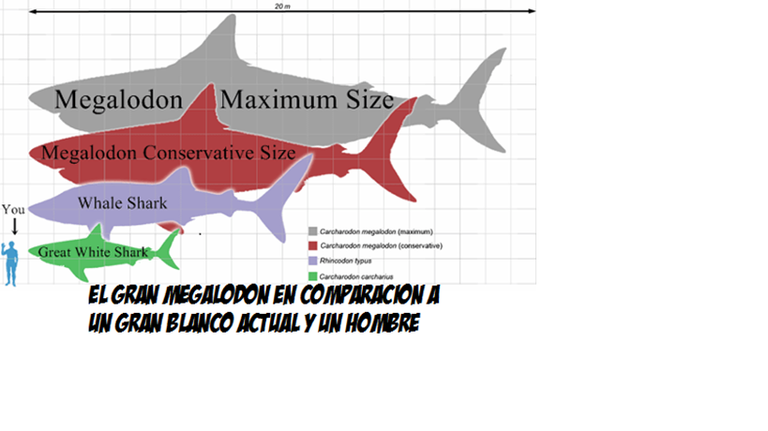 megalodon.png