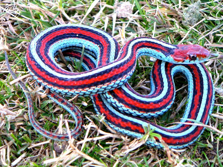 San Francisco Garter Snake.jpg