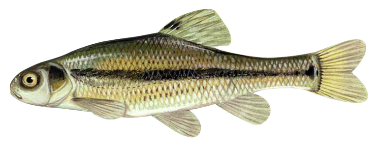 minnow-0.png