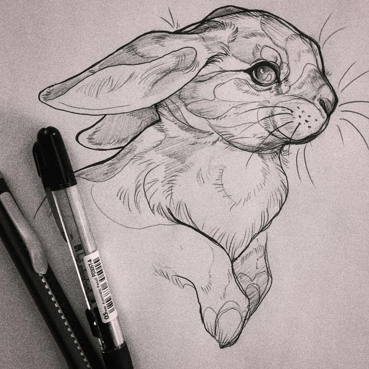 2beeaca453c3500b03cb896ad44bc6f5--bunny-sketches-animal-sketches-pencil.jpg