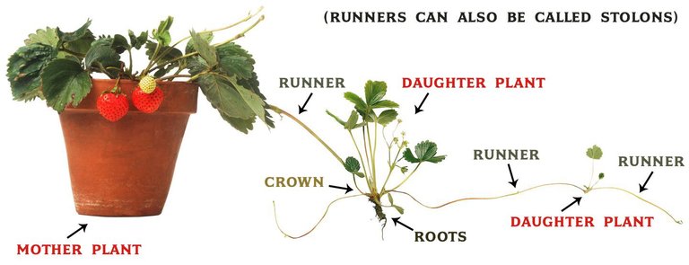 Runner Diagram.jpg
