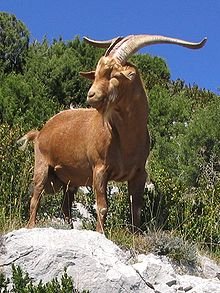 220px-Gorges_du_Verdon_Goat-Rove-brown_0255-1.jpg