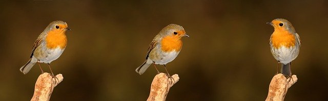 robin-2900029_640.jpg