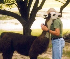 Llama-therapy-300x253.jpg