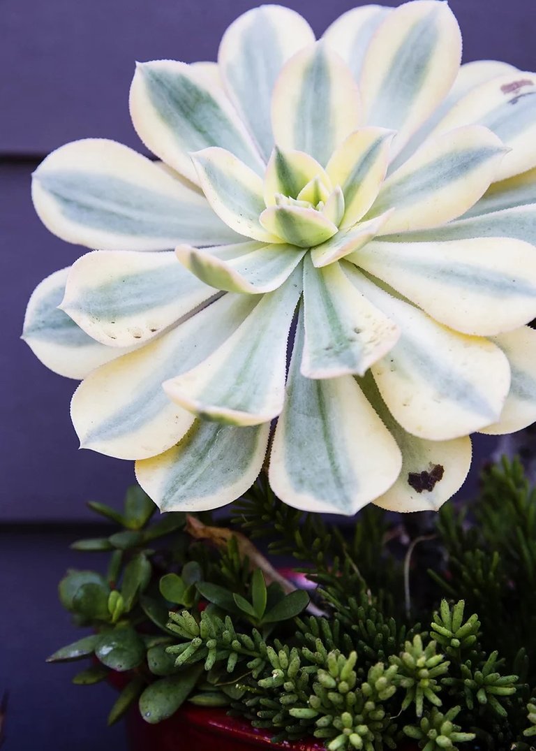 Aeonium.jpg