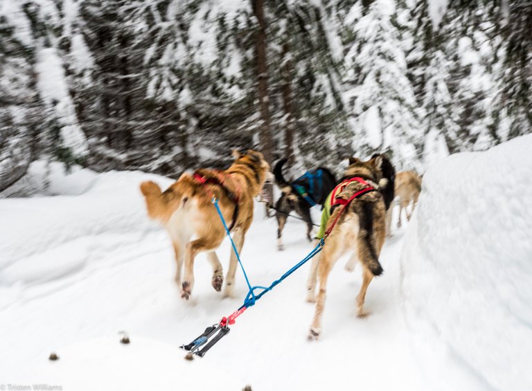 MMA-dog-sledding-3.jpg