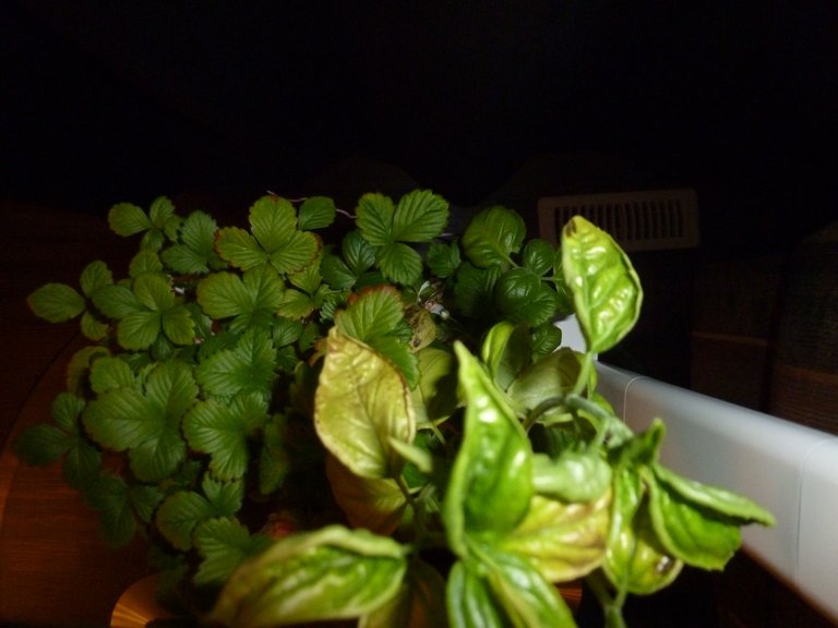 P1020761.JPG