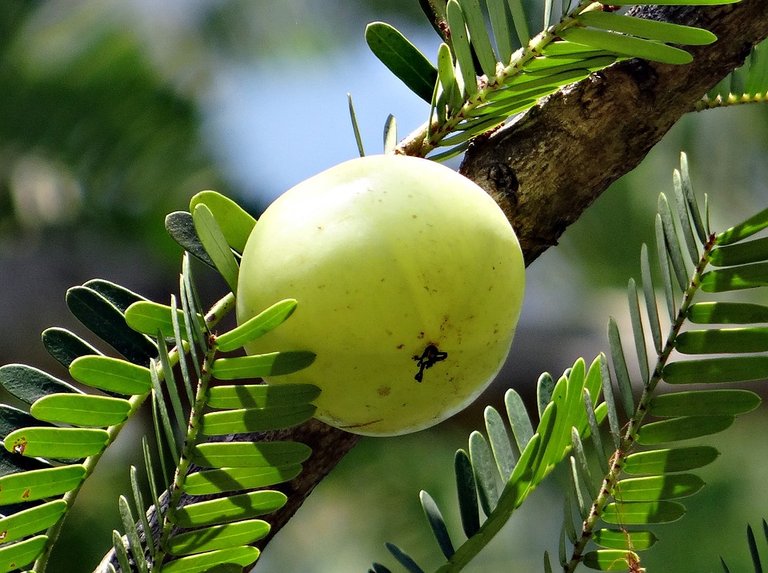 indian gooseberry 0.jpg