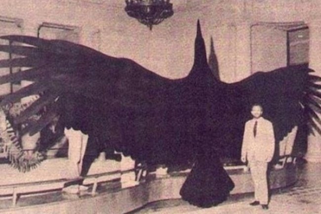 argentavis.jpg