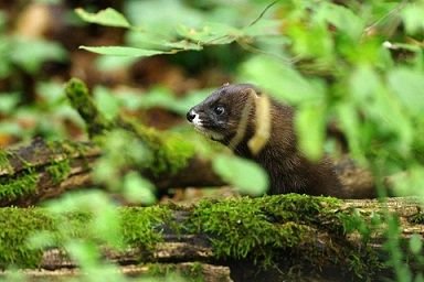 Un vison d'Europe, mustela lutreola, photographié en France par l'Office national de la chasse et la faune sauvage (ONCFS). Photo Julien Steinmetz..jpg