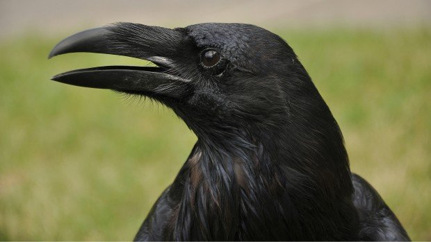if_you_anger_a_raven_itll_shun_you_for_a_month_-_2.jpg