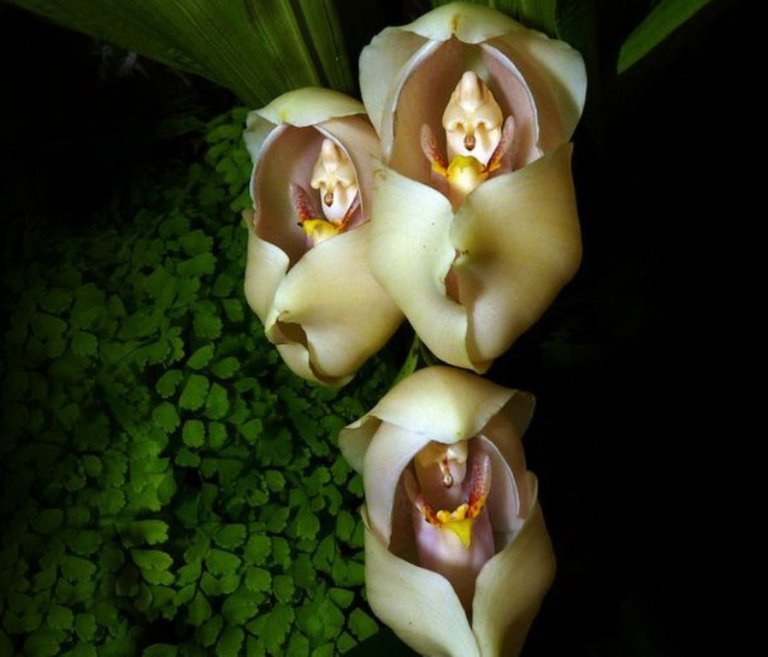 flowers-look-like-animals-people-monkeys-orchids-pareidolia-32.jpg