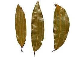 bay leaf.jpg