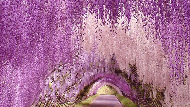 wisteria flower tunnel desktop background wallpaper.jpg