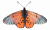 Butterfly Red 30HS P1.jpg