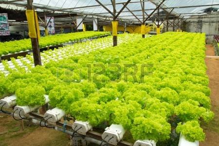 16013361-organic-hydroponic-vegetable-garden-at-cameron-highlands-malaysia.jpg