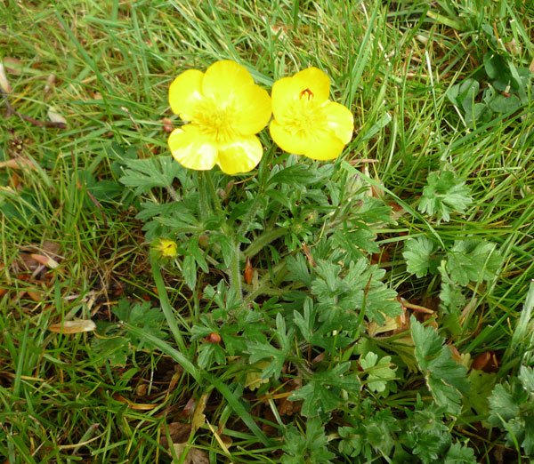 yellow flower.jpg