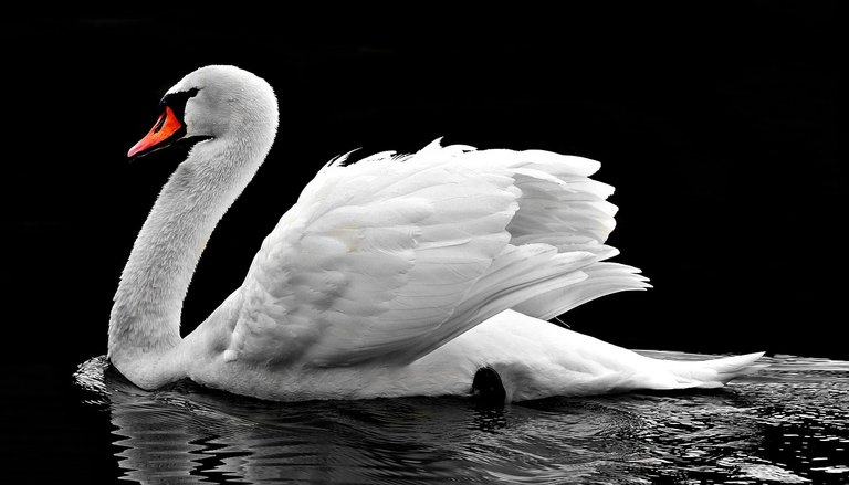 swan-2107052_1280.jpg