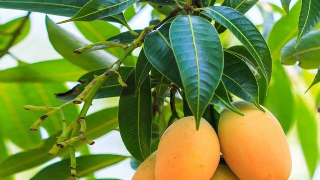 Mango-leaves-640x360.jpg