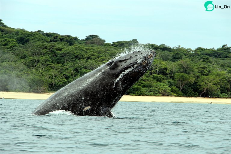 whale_beach_lioon_steemit.jpg