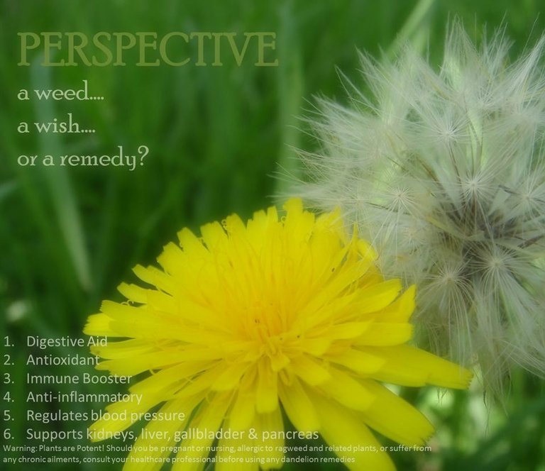 DandelionPerspective.jpg