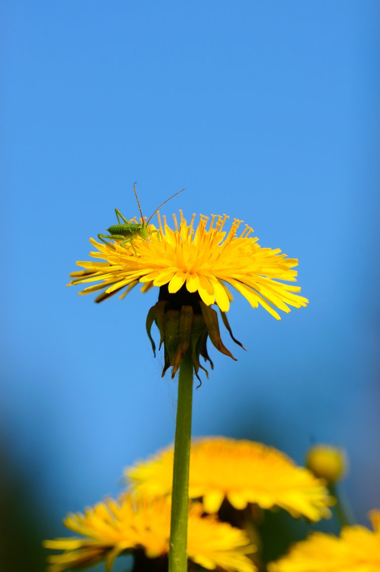 DSC04826.JPG