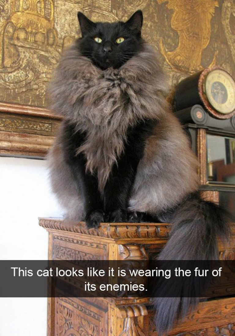 funny-cat-snapchats-7jpg.jpg