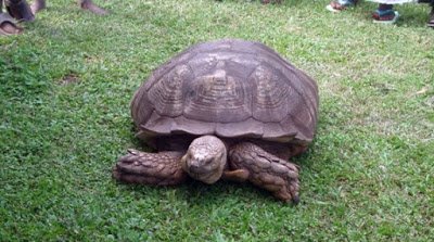 330-year-old-alagba-tortoise.jpg
