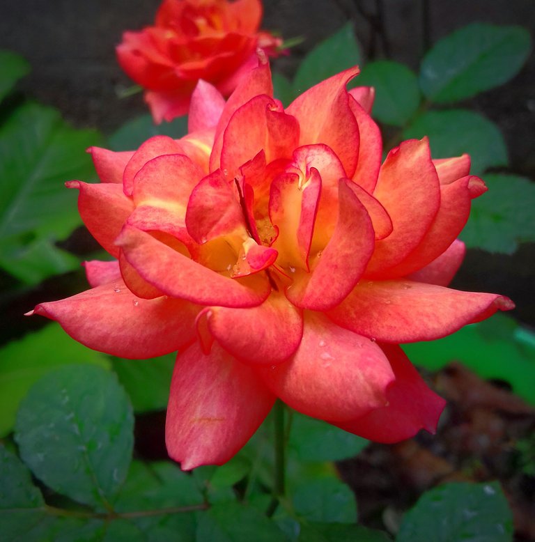 Rosa_Jardin_Albert.jpg