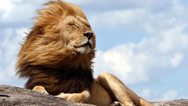 African lion 1920x1080.jpg