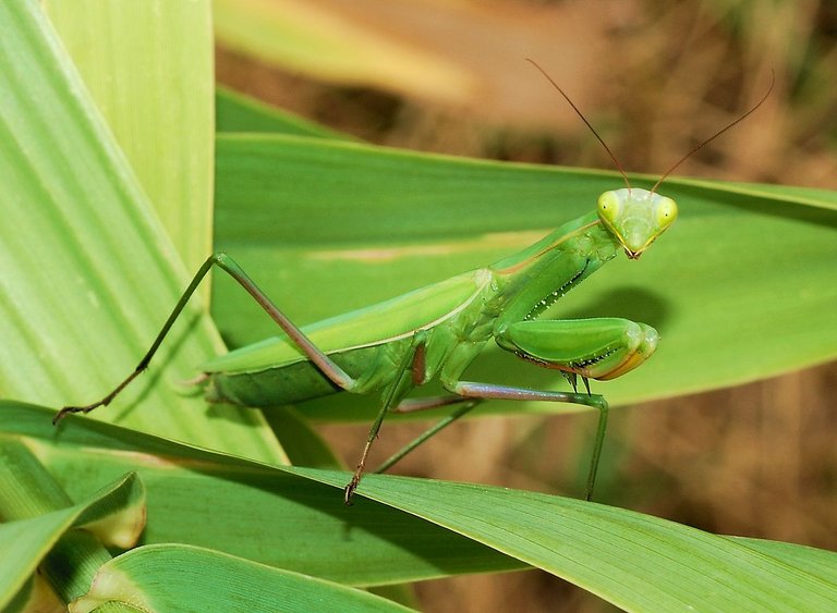 1200px-Mantid_August_2007-2.jpg