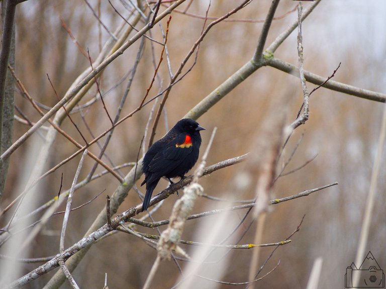 Red Winged Blackbird 1.jpg