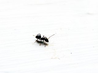 ant-1368493.jpg