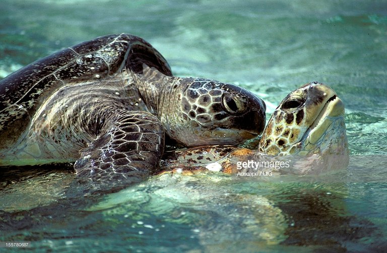 green-sea-turtles-mating-lady-musgrave-island-capricornbunker-group-picture-id155780687.jpg