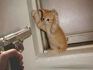 Kitten_and_gun.jpg