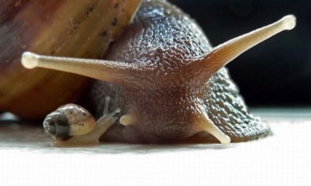 mother-snail-vs-baby-snail.jpg