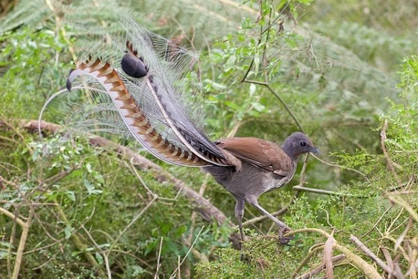 lyrbird-600x400.jpg