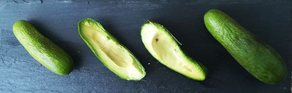 avo4.jpg