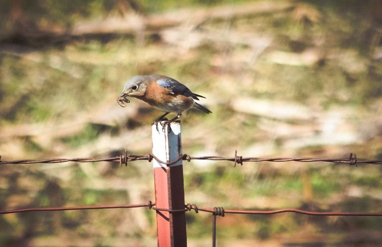 tree-bird-overkillcoin4.jpeg