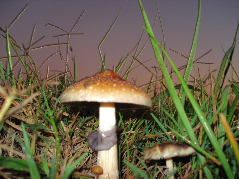 Psilocybe_Cubensis.JPG